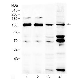 Western blot testing of 1) rat brain, 2) mouse brain, 3) human MCF7 and 4) human 293T lysate with NC