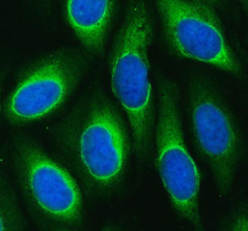 Immunofluorescent staining of FFPE human U-2 OS cells with MARS1 antibody (green) and DAPI nuclear s