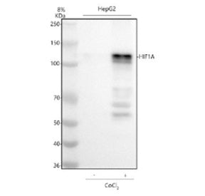 Western blot analysis of HIF-1-Alpha using anti-HIF1A antibody. Lane 1: human HepG2 whole cell lysat