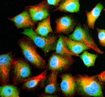 Immunofluorescent staining of NFU1 using anti-NFU1 antibody (green) and anti-Beta Tubulin antibody (