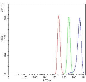 TSPYL5 Antibody / Testis-specific Y-encoded-like protein 5