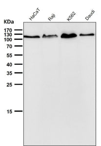 All lanes use the antibody at 1:3K dilution for 1 hour at room temperature. Predicted molecular weig