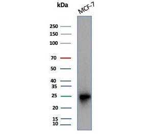 CD99 Antibody / MIC2