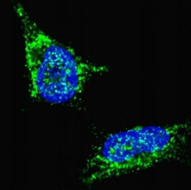 Fluorescent confocal image of SY5Y cells stained with LIN28B antibody. Alexa Fluor 488 conjugated se