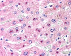 IHC testing of FFPE human liver with C14orf68 antibody at 2.5ug/ml. HIER: steamed with pH6 citrate b