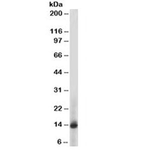Western blot testing of human PBM lysate with S100A9 antibody (clone 47-8D3). Expected/observed mole