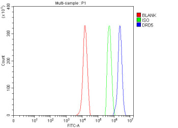 Flow Cytometry analysis of U937 cells using anti-DRD5 antibody. Overlay histogram showing U937 cells