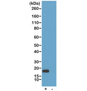 Western blot testing of recombinant His-Tag Chimeric Human antibody (0.2ug/ml) with lysate from HEK2