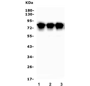 TORC1 Antibody / CRTC1