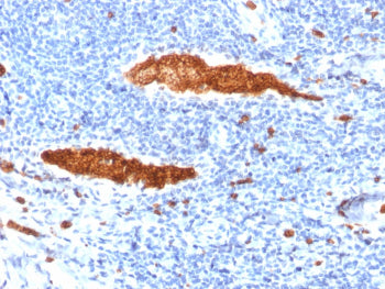 IHC testing of FFPE human tonsil tissue with Glycophorin A antibody (clone JC 159). Required HIER: b