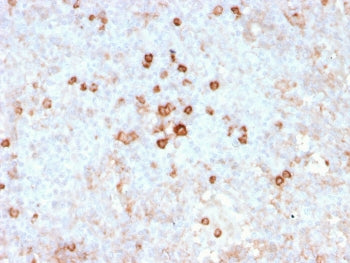 IHC staining of FFPE human spleen with recombinant CD14 antibody (clone rLPSR/2408). HIER: boil tiss