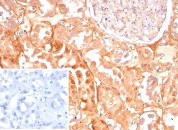 IHC staining of FFPE human kidney tissue with CASP7 antibody (clone CASP7/9053). Inset: PBS used in