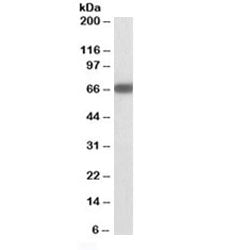GAD67 Antibody