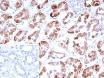 IHC staining of FFPE human kidney tissue with Fibroblast Growth Factor 23 antibody (clone FGF23/9059