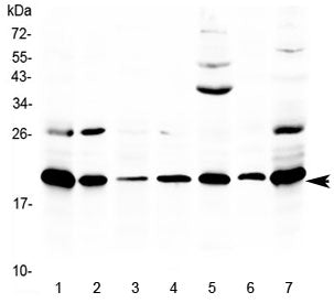 Ccl19 Antibody / Mip-3 beta