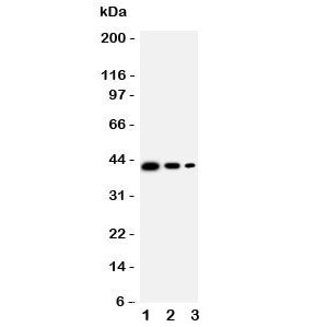 CD68 Antibody