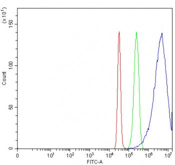 Connexin 32 Antibody / GJB1