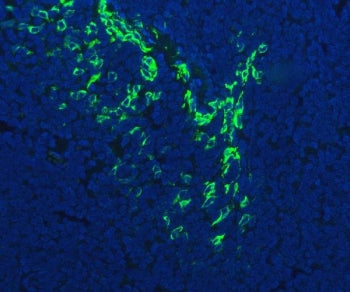 Immunofluorescent staining of FFPE human tonsil tissue with FDCSP antibody (green) and DAPI nuclear