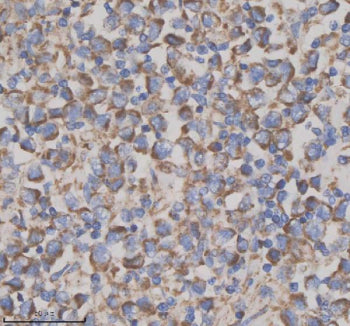 Immunohistochemical staining of GFRA2 using anti-GFRA2 antibody. GFRA2 was detected in a paraffin-em