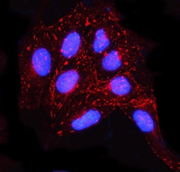 Immunofluorescent staining of FFPE human U-2 OS cells with MISP antibody (red) and DAPI nuclear stai