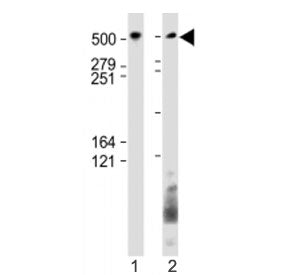 BIRC6 Antibody (C-Terminal Region)