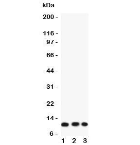 Eotaxin 3 Antibody