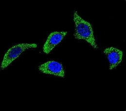 Confocal immunofluorescent analysis of TNFR antibody with U-251MG cells followed by Alexa Fluor 488-