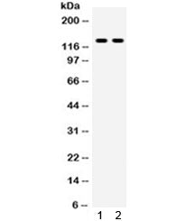 TLR8 Antibody