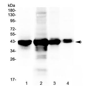 Western blot testing of 1) rat liver, 2) mouse liver, 3) mouse lung and 4) mouse testis tissue lysat