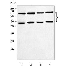 EZH1 Antibody / Enhancer of zeste homolog 1