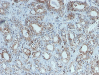 c-RET Antibody