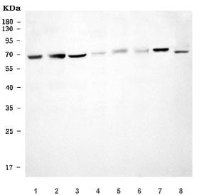 Western blot testing of 1) rat liver, 2) rat heart, 3) rat kidney, 4) rat RH35, 5) mouse liver, 6) m