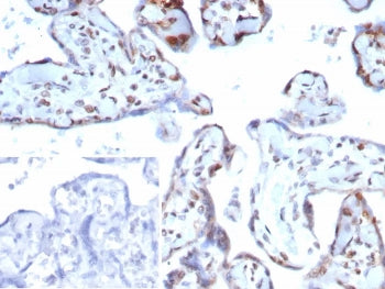 p57 Antibody / p57Kip2