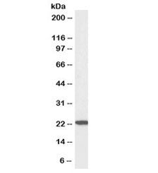 Western blot testing of human U937 lysate with biotinylated TMS1 antibody at 3ug/ml. Predicted molec