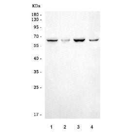 Western blot testing of 1) human HepG2, 2) human U-2 OS, 3) human 293T and 4) mouse thymus tissue ly