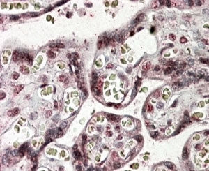 IHC testing of FFPE human placenta with NFATC4 antibody at 4ug/ml. HIER: steamed with pH6 citrate bu