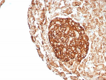 IHC staining of FFPE human pancreas tissue with CD99 antibody (clone rMIC2/8746). HIER: boil tissue