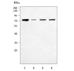 NAF1 Antibody / H/ACA ribonucleoprotein complex non-core subunit NAF1