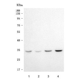 Western blot testing of human 1) HeLa, 2) Jurkat, 3) 293T and 4) HepG2 cell lysate with Elongation f