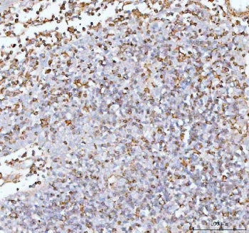 IL-22 Antibody