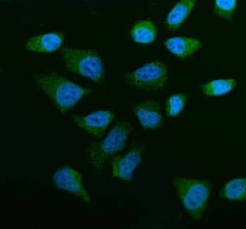 Immunofluorescent staining of OSBPL5 using anti-OSBPL5 antibody (green). OSBPL5 was detected in an i
