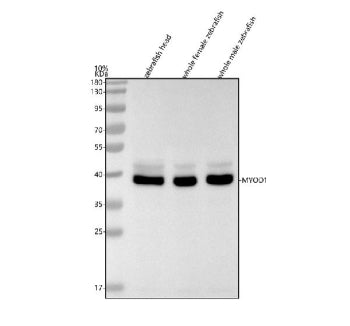 Western blot analysis of Myod1 protein using Zebrafish Myod1 antibody and 1) zebrafish head, 2) whol
