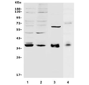 MAFA Antibody