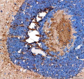 IHC staining of FFPE zebrafish eye tissue with Zebrafish Fshb antibody, HRP-labeled secondary and DA