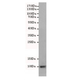 Western blot testing of rat brain lysate with S100 beta antibody at 1:500 diluted. Predicted molecul