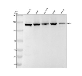 LPIN1 Antibody / Lipin 1, 100ul