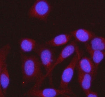 Immunofluorescent staining of FFPE human HeLa cells with HENMT1 antibody (red) and DAPI nuclear stai