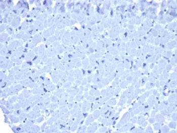 IHC staining of FFPE human heart tissue with mouse IgG1 antibody (clone ICG1/ 1331). HIER: boil tiss