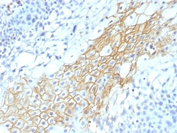 CD59 Antibody