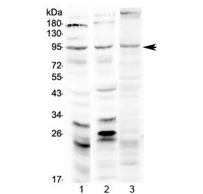 SEMA3A Antibody / Semaphorin 3A